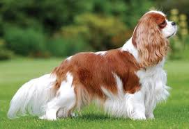 Canadian Kennel Club Breeders Near Me For Cavaliers Cavalier King Charles King Spaniel Cavalier King Spaniel