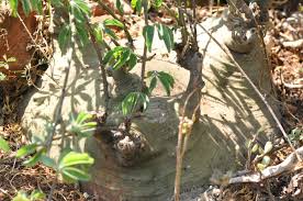 Image result for Adenia fruticosa