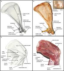 Diagram of the human shoulder joint, back view. A And B Schematic Drawing And Image Representing Anterior Rabbit Download Scientific Diagram