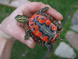 This is not because there weren't enough studies made or anything like that. Wee Painted Turtle Pet Turtle Turtle Turtle Painting
