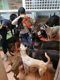 Located 106 hwy 22 south p.o. Dog Walking In Kaohsiung City With Best Prices On Petbacker