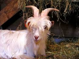 Check spelling or type a new query. Goat Wallpapers Hd Download Free Backgrounds