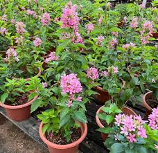 Image result for Ruspolia seticalyx