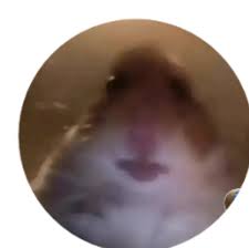 Avainsana Hamstercult Twitterissa