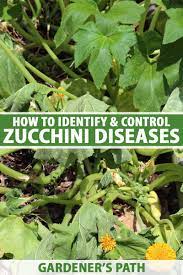 Harvest zucchini when they are young and tender, about 6 inches long, before the rinds begin to harden. How To Identify And Control Zucchini Diseases Gardener S Path
