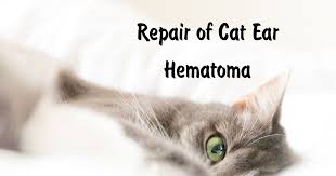 In some cases we can alleviate a small hematoma by removing the fluid and injecting cortisone into the ear and wrapping it to the head. Repair Of Cat Ear Hematoma I Love Veterinary