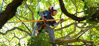 Tree services near me hiring. What Are The Benefits Of Hiring Tree Removal Services