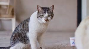 Cura e prevenzione della felv. Como Es El Virus De La Leucemia Felina