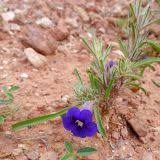 Image result for Aptosimum lineare