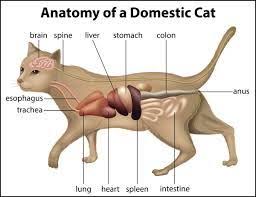 Maybe you would like to learn more about one of these? Digestive Cat Sirpizzaky Com