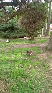 Hava Guzel Olunca Kediler Yayilmis Arazide Bocek Yiyor Alanya Kedi Parki Tree Trunk Tree Plants