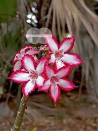 Image result for Adenium boehmianum
