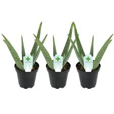 All cacti are succulents, but not once again, it is a succulent, but not a cactus. Altman Plants 3 5 In Aloe Vera Plant 3 Pack 0881031 The Home Depot