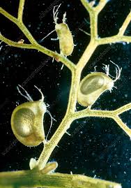 Kuvahaun tulos haulle bladderwort plant