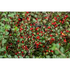 Image result for Caperonia fistulosa