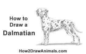 This video is intended for children and parents who want to teach their kids.for watching how. How To Draw A Dalmatian Dog Video Step By Step Pictures