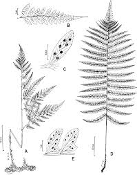 Image result for Rumohra adiantiformis