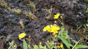 Pin By Satara Diary On Kas Pathar Valley Of Flowers Plants Kas