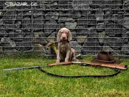 Image result for výmarský krátkosrstý ohař