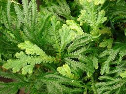Image result for Selaginella perpusilla