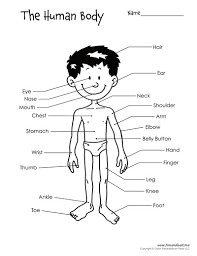 There are two different pages that will help kids write the words of each body part. Human Body Parts Drawing With Name Novocom Top