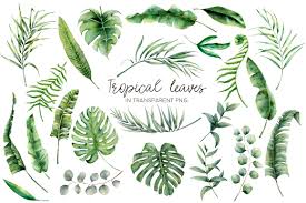 Tropical Summer Watercolor Clip Art Crella Watercolor bouquets with tropical plants, leaves and strelitzia flowers. tropical summer watercolor clip art