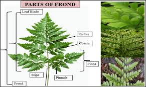 Image result for Cyclosorus striatus