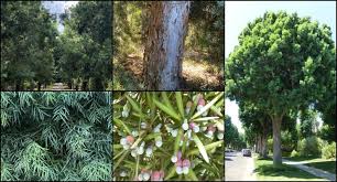 Image result for Afroqueta capensis
