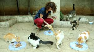 حديقة جنان مأوى القطط المشر دة