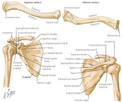 Maybe you would like to learn more about one of these? 22 Introduction To The Upper Limb Back Thorax And Abdomen Pocket Dentistry