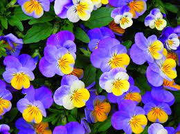 Flowers Ogorod