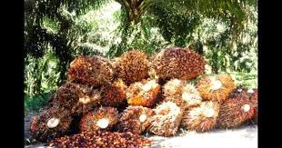 Analisa Usaha Budidaya Kelapa Sawit 1 Hektar Kelapa Tanaman Tahunan Buah