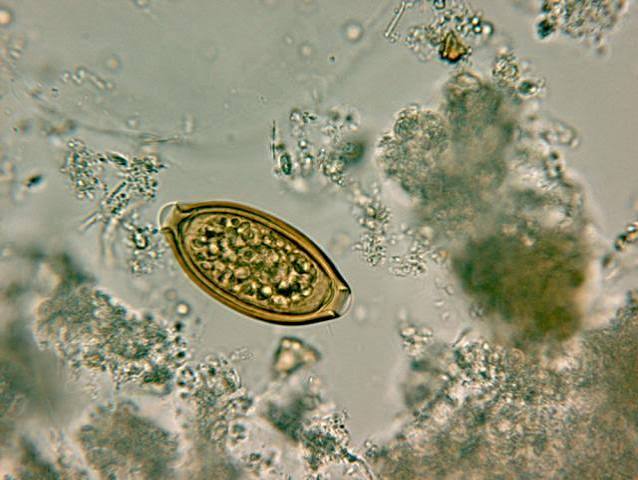 Parasitología molecular e infecciones emergentes | SEBBM