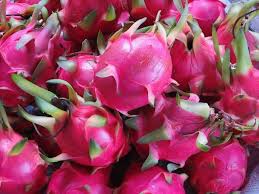 Shutterstock's safe search will exclude restricted content from your search results. Dragon Fruit Cultivation Information Guide Agri Farming