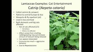 Image result for Lamiaceae