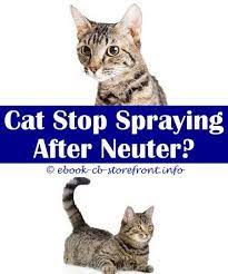 5 Productive Tips Keep Cats Out Of Yard Spray How To Use Frontline Spray On Cats Will A Male Cat Spray If Not Neutered Cat Shaking Tail Spraying Genone Spray F