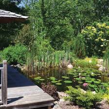 Build a frog pond to enhance learning in all areas of the curriculum. Diy Natural Backyard Pond Diy Mother Earth News