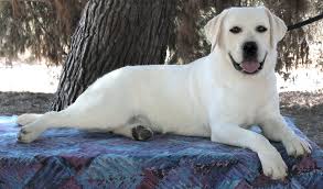 They offer the most popular dog breed in pa, ohio and more. White Labstolove White Lab Pups Snow White Akc Labrador Puppies Akc Yellow Lab Puppy For Sale Yellow English Lab Pups Blonde Labrador Puppies Lab Puppy