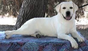 We did not find results for: English Yellow Lab Puppies For Sale Off 60