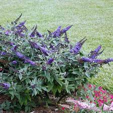 Buddleia Pugster Blue Butterfly Bush Greatgardenplants Com Butterfly Bush Buddleia Plant Flower Garden Plans