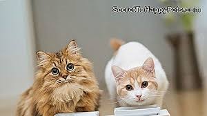 Kediler Icin Amoksisilin Dozu Tr Secrettohappypets Com