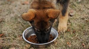 According to the fci, the breed's english language name is german shepherd dog. Best Dog Foods For German Shepherds Puppies Adults Seniors