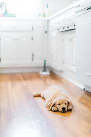 Pet Cleaning Hacks The Best Way To Clean Hardwood Floors With Pets Pet Cleaning Cats Smelling Dog Smells