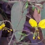 Image result for Aneilema aequinoctiale