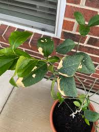 The meyer lemon tree, is believed to be the result of a cross between an orange and a lemon tree. Brown Spots On Leaves 642121 Ask Extension