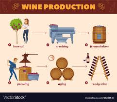 Wine Production Process Cartoon Flowchart