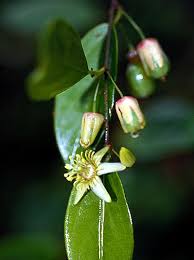 Image result for Passiflora suberosa