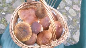 Sie war mit anke und ute in der eifel unterwegs und zeigt uns stolz ihren großen steinpilz. Sachsen Lese Auf In Die Pilze