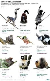 Nearly All Madagascar S Lemur Species Face Extinction