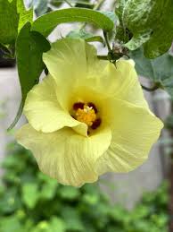 Image result for Gossypium